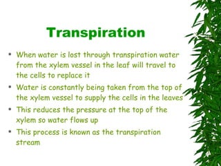Transpiration When water is lost through transpiration water from the xylem vessel in the leaf will travel to the cells to replace it Water is constantly being taken from the top of the xylem vessel to supply the cells in the leaves This reduces the pressure at the top of the xylem so water flows up This process is known as the transpiration stream 