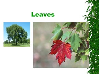 Leaves 