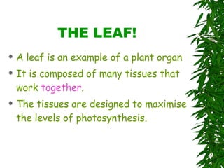 THE LEAF! A leaf is an example of a plant organ It is composed of many tissues that work  together . The tissues are designed to maximise the levels of photosynthesis. 