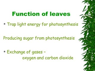 Function of leaves Trap light energy for photosynthesis Producing sugar from photosynthesis Exchange of gases –  oxygen and carbon dioxide 