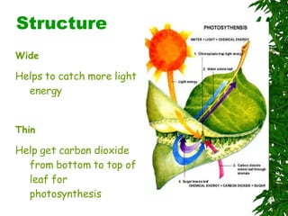 Structure Wide Helps to catch more light energy Thin Help get carbon dioxide from bottom to top of leaf for photosynthesis 