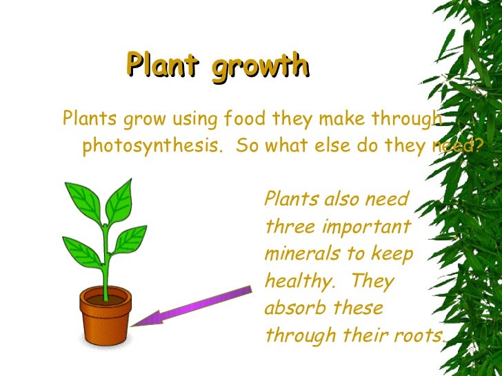 The World Of Plants Std Grade