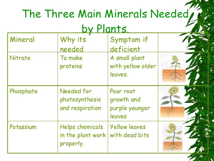 The World Of Plants Std Grade