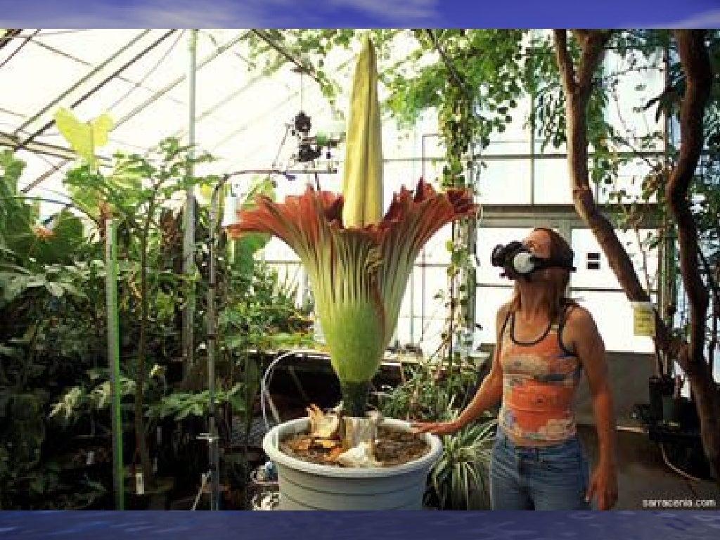 The World’S Most Unusual Plants
