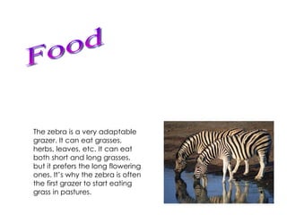 The Zebra | PPT