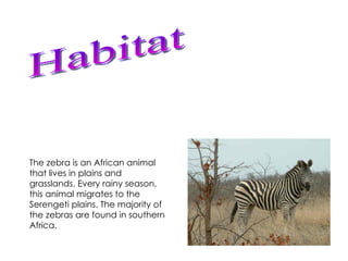 The Zebra | PPT