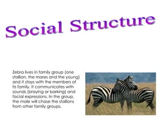 The Zebra | PPT