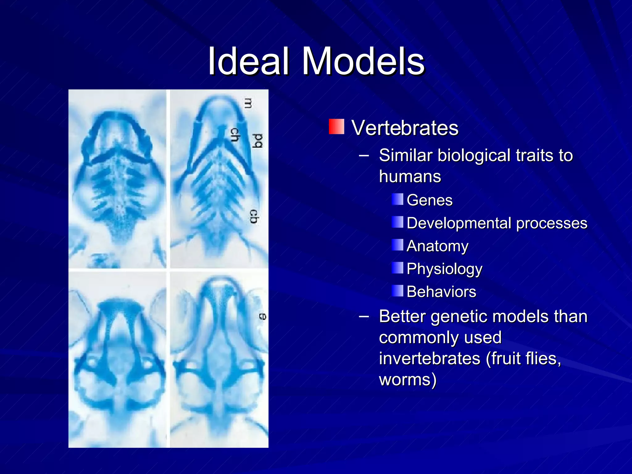 The+ Zebrafish+ Project | PPT