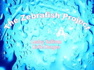 The Zebrafish Project Katie Hengen Lesley Sullivan The Zebrafish Project Lesley Sullivan Katie Hengen 