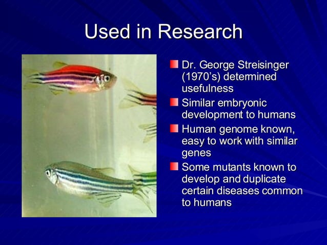 The+ Zebrafish+ Project | PPT