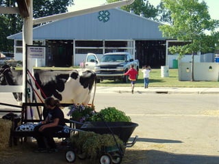 4-H Fair 2013 in Clinton County 