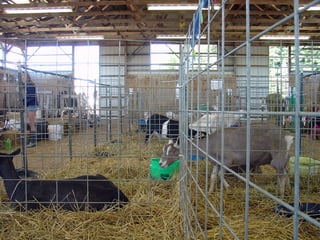 4-H Fair 2013 in Clinton County 