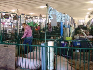 4-H Fair 2013 in Clinton County 