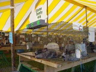 4-H Fair 2013 in Clinton County 