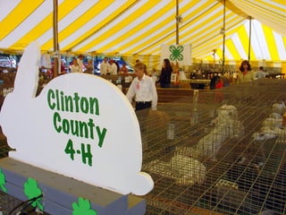 4-H Fair 2013 in Clinton County 