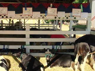4-H Fair 2013 in Clinton County 