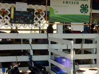 4-H Fair 2013 in Clinton County 