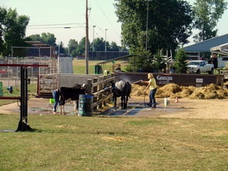 4-H Fair 2013 in Clinton County 