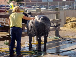 4-H Fair 2013 in Clinton County 