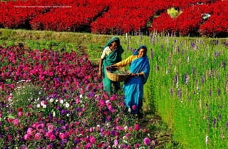 Title:Flower women-Photographer: Rabin Chakrabarti
 