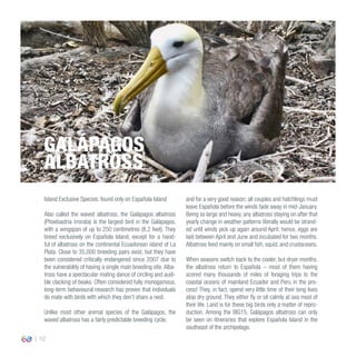 12
Island Exclusive Species: found only on Española Island
Also called the waved albatross, the Galápagos albatross
(Phoebastria irrorata) is the largest bird in the Galápagos,
with a wingspan of up to 250 centimetres (8.2 feet). They
breed exclusively on Española Island, except for a hand-
ful of albatross on the continental Ecuadorean island of La
Plata. Close to 35,000 breeding pairs exist, but they have
been considered critically endangered since 2007 due to
the vulnerability of having a single main breeding site. Alba-
tross have a spectacular mating dance of circling and audi-
ble clacking of beaks. Often considered fully monogamous,
long-term behavioural research has proven that individuals
do mate with birds with which they don’t share a nest.
Unlike most other animal species of the Galápagos, the
waved albatross has a fairly predictable breeding cycle,
and for a very good reason: all couples and hatchlings must
leave Española before the winds fade away in mid-January.
Being so large and heavy, any albatross staying on after that
yearly change in weather patterns literally would be strand-
ed until winds pick up again around April; hence, eggs are
laid between April and June and incubated for two months.
Albatross feed mainly on small fish, squid, and crustaceans.
When seasons switch back to the cooler, but dryer months,
the albatross return to Española – most of them having
scored many thousands of miles of foraging trips to the
coastal oceans of mainland Ecuador and Peru in the pro-
cess! They, in fact, spend very little time of their long lives
atop dry ground. They either fly or sit calmly at sea most of
their life. Land is for these big birds only a matter of repro-
duction. Among the BIG15, Galápagos albatross can only
be seen on itineraries that explore Española Island in the
southeast of the archipelago.
GALÁPAGOS
ALBATROSS
 