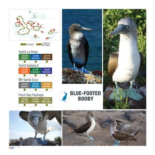 14
4D/3N
Eastern
5D/4N
Northern
8D/7N
Western
0º00’00’’
MV Santa Cruz
Yacht La Pinta
Yacht Isabela II
5D/4N
Central
5D/4N
Southern
7D/6N
Northern
5D/4N
Eastern
6D/5N
Western
5D/4N
Northern
Finch Bay Package
5D/4N
Mon-Fri
4D/3N
Fri-Mon
8D/7N
Mon-Mon
BLUE-FOOTED
BOOBY
Present
Likely to
be Seen
EspañolaFloreana
San CristóbalSanta Fe
South Plaza
Isabela
Santa Cruz
North Seymour
Bartolomé
Santiago
Rábida
Pinzón
Fernandina
Marchena
 