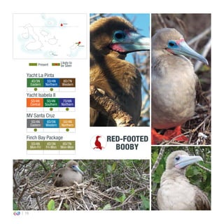 18
4D/3N
Eastern
5D/4N
Northern
8D/7N
Western
0º00’00’’
MV Santa Cruz
Yacht La Pinta
Yacht Isabela II
5D/4N
Central
5D/4N
Southern
7D/6N
Northern
5D/4N
Eastern
6D/5N
Western
5D/4N
Northern
Finch Bay Package
5D/4N
Mon-Fri
4D/3N
Fri-Mon
8D/7N
Mon-Mon
RED-FOOTED
BOOBY
Present
Likely to
be Seen
Floreana
San Cristóbal
Genovesa
 