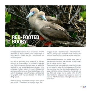 19
Limited Distribution Species: found on Genovesa, Punta Pitt
(the eastern tip of San Cristóbal); small numbers breed on
one of Floreana’s satellite islets, and a minute number nest
on North Seymour.
Ironically, the least seen booby happens to be the most
numerous on the archipelago: the red-footed booby (Sula
sula). They nest mainly on Genovesa Island, as well as San
Cristóbal, but may occasionally be seen elsewhere in the
archipelago. For them, to live in the corners of the archipel-
ago makes perfect sense, as these boobies forage on the
outskirts of Galápagos waters. They have a particular taste
for flying fish, which they catch thanks to their ability to fly
at high speeds.
Individuals among this smallest Galápagos booby species
grow to up to 77 centimetres (30 inches) in length, with a
wingspan of up to 145 centimetres (57 inches). Its beak is
light blue, turning to pink around the mouth and above the
eyes, and its feet are characteristically red, with white claws.
Adults have feathers varying from white to brown tones. At
the same time, hatchlings look much like the Nazca boo-
bies, all in white with black beaks.
They generally build their simple nests in low-lying branches
of trees or bushes, unlike all other booby species.To do this,
they have longer toes than other boobies, allowing them to
grasp and hold on to twigs and branches. They lay only one
egg. If it is lost, females may lay another within 10 to 40
days. Besides the Galápagos, they may also be found in a
vast area of the Pacific Ocean, including Midway Island and
Easter Island.
RED-FOOTED
BOOBY
 