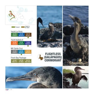 20
4D/3N
Eastern
5D/4N
Northern
8D/7N
Western
0º00’00’’
MV Santa Cruz
Yacht La Pinta
Yacht Isabela II
5D/4N
Central
5D/4N
Southern
7D/6N
Northern
5D/4N
Eastern
6D/5N
Western
5D/4N
Northern
Finch Bay Package
5D/4N
Mon-Fri
4D/3N
Fri-Mon
8D/7N
Mon-Mon
FLIGHTLESS
(GALÁPAGOS)
CORMORANT
Present
Likely to
be Seen
Isabela
Fernandina
 