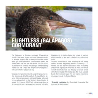 21
The Galápagos or flightless cormorant (Phalacrocorax
harrisi) is the rarest, biggest, and most unique cormorant.
Its ancestor arrived in the archipelago around two million
years ago, in fact even before Fernandina and Isabela, the
islands where they now live, even existed. This bird proba-
bly evolved in the centre of the Galápagos before migrating
west in tune with a major shift of high marine food produc-
tivity upon which it had come to rely.
Uniquely among cormorants and, except for penguins, ma-
rine birds overall, it lost its ability to fly, eased by the ab-
sence of terrestrial predators, but mainly to adapt to its need
to grow a larger body to dive. Mostly it dives at depths of
around 10-15 metres (33-45 feet), but can go as deep as
80 metres (260 feet) if necessary, such as during an El Niño.
Adaptations to its feeding habits also include its feathers,
which resemble fur and aren’t covered in oil, and its solid
bones.
The most unusual trait of these birds may be their mating
system: sex roles are partially reversed in courtship – i.e.,
females lead and are more active than males in courtship
and compete aggressively for access to males. The female
normally deserts its mate and offspring to re-mate serially
with different males while males raise the young unaided.
Due to their restricted range, they can only be encountered
on voyages through the Western Islands.
*Scientific contributor: Dr. Carlos Valle, Universidad San
Francisco de Quito, Ecuador
FLIGHTLESS (GALÁPAGOS)
CORMORANT
 