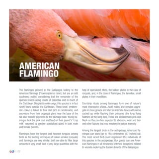 22
The flamingos present in the Galápagos belong to the
American flamingo (Phoenicopterus ruber), but are an odd
southwest outlier, considering that the remainder of the
species breeds along coasts of Colombia and in much of
the Caribbean. Despite its wide range, this species is in fact
rarely found outside the Caribbean. These birds’ emblem-
atic colour is linked to their diet (rich in carotenoids), and
secretions from their uropygial gland near the base of the
tail also transfer pigments to the plumage coat. Young fla-
mingos lack the pink coat and feed on their parent’s “crop
milk” secreted by another specialized gland in both male
and female parents.
Flamingos have the largest and heaviest tongues among
birds as the feeding techniques of baleen whales (rorquals)
and flamingos are very similar: both are able to filter large
amounts of very small food in very large quantities with the
help of specialized filters, the baleen plates in the case of
rorquals, and, in the case of flamingos, the lamellae, small
plates in their mandibles.
Courtship rituals among flamingos form one of nature’s
most impressive shows. Adult males and females aggre-
gate in close groups and start an intricate dance with necks
cocked up while flashing their primaries (the long flying
feathers at the wing tips). These are exceptionally pink and
black as they are less exposed to abrasion, wear and tear
and other factors that may weaken the colour intensity.
Among the largest birds in the archipelago, American fla-
mingos can stand up to 145 centimetres (57 inches) tall.
The most recent bird-count registered 314 individuals of
this species in the archipelago. Our guests can see Amer-
ican flamingos in all itineraries with few exceptions related
to vessels exploring the Eastern Islands of the Galápagos.
AMERICAN
FLAMINGO
 