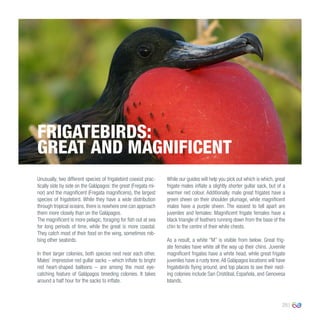 25
Unusually, two different species of frigatebird coexist prac-
tically side by side on the Galápagos: the great (Fregata mi-
nor) and the magnificent (Fregata magnificens), the largest
species of frigatebird. While they have a wide distribution
through tropical oceans, there is nowhere one can approach
them more closely than on the Galápagos.
The magnificent is more pelagic, foraging for fish out at sea
for long periods of time, while the great is more coastal.
They catch most of their food on the wing, sometimes rob-
bing other seabirds.
In their larger colonies, both species nest near each other.
Males’ impressive red gullar sacks – which inflate to bright
red heart-shaped balloons – are among the most eye-
catching feature of Galápagos breeding colonies. It takes
around a half hour for the sacks to inflate.
While our guides will help you pick out which is which, great
frigate males inflate a slightly shorter gullar sack, but of a
warmer red colour. Additionally, male great frigates have a
green sheen on their shoulder plumage, while magnificent
males have a purple sheen. The easiest to tell apart are
juveniles and females: Magnificent frigate females have a
black triangle of feathers running down from the base of the
chin to the centre of their white chests.
As a result, a white “M” is visible from below. Great frig-
ate females have white all the way up their chins. Juvenile
magnificent frigates have a white head, while great frigate
juveniles have a rusty tone.All Galápagos locations will have
frigatebirds flying around, and top places to see their nest-
ing colonies include San Cristóbal, Española, and Genovesa
Islands.
FRIGATEBIRDS:
GREAT AND MAGNIFICENT
 
