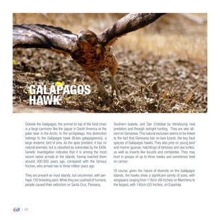 26
Outside the Galápagos, the animal on top of the food chain
is a large carnivore like the jaguar in South America or the
polar bear in the Arctic. In the archipelago, this distinction
belongs to the Galápagos hawk (Buteo galapagoensis), a
large endemic bird of prey. As the apex predator, it has no
natural enemies, but is classified as vulnerable by the IUCN.
Genetic investigation indicates that it is among the most
recent native arrivals to the islands, having reached them
around 300,000 years ago, compared with the famous
finches, who arrived two to three million years ago.
They are present on most islands, but uncommon, with per-
haps 150 breeding pairs.While they are unafraid of humans,
people caused their extinction on Santa Cruz, Floreana,
Southern Isabela, and San Cristóbal by introducing rival
predators and through outright hunting. They are also ab-
sent on Genovesa.This natural exclusion seems to be linked
to the fact that Genovesa has no lava lizards, the key food
species of Galápagos hawks. They also prey on young land
and marine iguanas, hatchlings of tortoises and sea turtles,
as well as insects like locusts and centipedes. They may
hunt in groups of up to three hawks and sometimes feed
on carrion.
Of course, given the nature of diversity on the Galápagos
Islands, the hawks show a significant variety of sizes, with
wingspans ranging from 116cm (46 inches) on Marchena to
the largest, with 140cm (55 inches), on Española.
GALÁPAGOS
HAWK
 