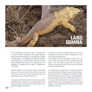28
On the Galápagos, land iguanas play an important role
as endemic resident herbivores. Their largely vegetarian
feeding habits are responsible for the dispersal of several
succulent plants. The Galápagos land iguana (Conolophus
subcristatus) lives on several islands, making it the most
widely distributed land iguana of the three species of the
Galápagos. The biggest adults can weigh 13 kilogrammes
(30 pounds).
Nesting periods vary from island to islands, and females
bury two to 20 eggs in burrows. Rare hybrids of land and
marine are known to exist on little South Plaza Island, and
both species can be seen there side by side.
Land iguanas feed mainly on plants (mostly cacti and other
succulent plants, so they can survive long periods of time
without the need to drink water), but may also feed on any-
thing else available, even carrion.
To remove the small and annoying spines of cactus fruit,
land iguanas are known to roll them repeatedly over sand
and stones before eating them.
These reptiles have a life expectancy of about 50 to 60
years. Invasive mammals have taken a strong toll on these
iguanas, with rats attacking eggs, feral cats eating the
young, and feral dogs the adults. Feral donkeys and goats
compete with them for food.
The national park’s programmes to eradicate introduced
species have helped the iguanas recover, allowing Galápa-
gos land iguanas to be reintroduced on islands like Baltra
where they had become extinct. Their current population is
estimated between 5,000 and 10,000 animals. During the
hot season (December-May) their courtship behaviour is
quite amazing to observe with aggressive chasing, territorial
displays, and the development of bright brown and yellow
coloration in their skin.
LAND
IGUANA
 