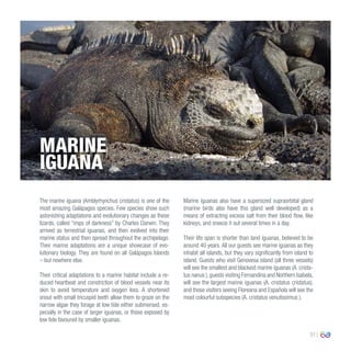 31
The marine iguana (Amblyrhynchus cristatus) is one of the
most amazing Galápagos species. Few species show such
astonishing adaptations and evolutionary changes as these
lizards, called “imps of darkness” by Charles Darwin. They
arrived as terrestrial iguanas, and then evolved into their
marine status and then spread throughout the archipelago.
Their marine adaptations are a unique showcase of evo-
lutionary biology. They are found on all Galápagos Islands
– but nowhere else.
Their critical adaptations to a marine habitat include a re-
duced heartbeat and constriction of blood vessels near its
skin to avoid temperature and oxygen loss. A shortened
snout with small tricuspid teeth allow them to graze on the
narrow algae they forage at low tide either submersed, es-
pecially in the case of larger iguanas, or those exposed by
low tide favoured by smaller iguanas.
Marine iguanas also have a supersized supraorbital gland
(marine birds also have this gland well developed) as a
means of extracting excess salt from their blood flow, like
kidneys, and sneeze it out several times in a day.
Their life span is shorter than land iguanas, believed to be
around 40 years. All our guests see marine iguanas as they
inhabit all islands, but they vary significantly from island to
island. Guests who visit Genovesa island (all three vessels)
will see the smallest and blackest marine iguanas (A. crista-
tus nanus ), guests visiting Fernandina and Northern Isabela,
will see the largest marine iguanas (A. cristatus cristatus),
and those visitors seeing Floreana and Española will see the
most colourful subspecies (A. cristatus venutissimus ).
MARINE
IGUANA
 
