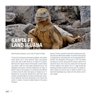 32
Island Exclusive Species: occurs only on Santa Fe Island
The Santa Fe land iguana (Conolophus pallidus),with smaller
dorsal spines and a more brownish colour and tapered
snout, lives only on little Santa Fe, an island of 24 square
kilometres (9.3 square miles), off the eastern coast of Santa
Cruz Island, unlike its more widely distributed cousin, the
Galápagos land iguana. Perfectly adapted by its colour to
blend in with its surroundings, it is somewhat more difficult
to observe than the other land iguana. It weighs up to 11
kilogrammes (25 pounds). Beyond their plant diet, which
consists overwhelmingly of the island’s prickly-pear cactus,
some individuals have been discovered to eat insects and
carrion. In season, it loves the yellow flowers of the genus
Portulaca.
Darwin’s finches sometimes feed off the bothersome para-
sites that can affect these reptiles.The Santa Fe land iguana
is categorized as vulnerable given its tiny geographical dis-
tribution. The eradication of feral goats in 1971 has helped
the species to survive, along with the endemic Santa Fe rat
(Oryzomis bauri), one of very few native land mammals (all
of them rodents) in the islands. The 3-11 eggs females lay
take about 50 days to hatch in their burrows.This island-en-
demic reptile can only be seen on Santa Fe Island. If you
have that herpetology bug, make sure this island is part of
your voyage.
SANTA FE
LAND IGUANA
 