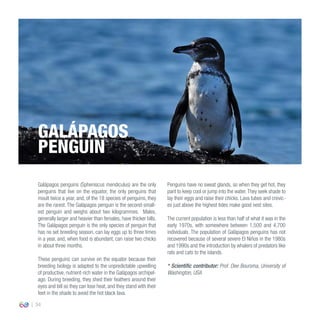 34
Galápagos penguins (Spheniscus mendiculus) are the only
penguins that live on the equator, the only penguins that
moult twice a year, and, of the 18 species of penguins, they
are the rarest. The Galápagos penguin is the second-small-
est penguin and weighs about two kilogrammes. Males,
generally larger and heavier than females, have thicker bills.
The Galápagos penguin is the only species of penguin that
has no set breeding season, can lay eggs up to three times
in a year, and, when food is abundant, can raise two chicks
in about three months.
These penguins can survive on the equator because their
breeding biology is adapted to the unpredictable upwelling
of productive, nutrient-rich water in the Galápagos archipel-
ago. During breeding, they shed their feathers around their
eyes and bill so they can lose heat, and they stand with their
feet in the shade to avoid the hot black lava.
Penguins have no sweat glands, so when they get hot, they
pant to keep cool or jump into the water.They seek shade to
lay their eggs and raise their chicks. Lava tubes and crevic-
es just above the highest tides make good nest sites.
The current population is less than half of what it was in the
early 1970s, with somewhere between 1,500 and 4,700
individuals. The population of Galápagos penguins has not
recovered because of several severe El Niños in the 1980s
and 1990s and the introduction by whalers of predators like
rats and cats to the islands.
* Scientific contributor: Prof. Dee Boursma, University of
Washington, USA
GALÁPAGOS
PENGUIN
 