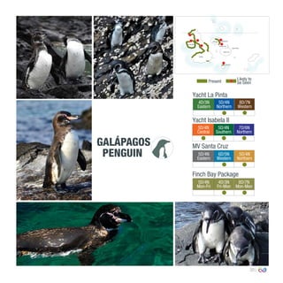 35
4D/3N
Eastern
5D/4N
Northern
8D/7N
Western
0º00’00’’
MV Santa Cruz
Yacht La Pinta
Yacht Isabela II
5D/4N
Central
5D/4N
Southern
7D/6N
Northern
5D/4N
Eastern
6D/5N
Western
5D/4N
Northern
Finch Bay Package
5D/4N
Mon-Fri
4D/3N
Fri-Mon
8D/7N
Mon-Mon
Present
Likely to
be Seen
GALÁPAGOS
PENGUIN
Floreana
South Plaza
Isabela
Santa Cruz
Bartolomé
Chinese Hat
Santiago
Fernandina
 