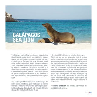 37
The Galápagos sea lion (Zalophus wollebaeki) is a particularly
interesting seal species since it lives right on the equator,
exposed to greater heat and potentially less food than cold-
er-climate species.The productivity of the Galápagos, as well
as the sea lion’s adaptations, allow it to thrive nonetheless.
This is the smallest species of sea lion, with females weigh-
ing around 75 kilogrammes (165 pounds) and males up to
about 200 kilogrammes (440 pounds). Its ancestor apparent-
ly reached the archipelago around 1.2 million years ago, and
the species currently numbers around 20,000 individuals. El
Niño events also impact their population by reducing food
supply.
They live throughout the Galápagos, but most densely in the
central islands. Nonetheless, given that they are an endemic
species in a small area, they are listed as endangered. Excel-
lent divers, they can descend up to 580 metres (1,900 feet),
although they mostly look for food in the top
100 metres (330 feet) below the waterline, day or night.
Visitors may see sea lion pups during most of the year.
Most births are October and November, but on South Plaza,
breeding season extends from July through April. During this
time, dominant males defend their territories – and harems
– along the shore, living off their fat reserves, while smaller
males may try to sneak in and find a mate. After giving birth,
mothers stay with their pups for five to seven day, later al-
ternating between one to four days of hunting in the ocean
and one day of suckling ashore. The length of time pups stay
with their mother varies considerably: On Fernandina, they
become independent after just a year, while this takes two
to three years in the central islands. They are seen on all of
our itineraries.
* Scientific contributor: Prof. emeritus Fritz Trillmich, Uni-
versität Bielefeld, Germany
GALÁPAGOS
SEA LION
 