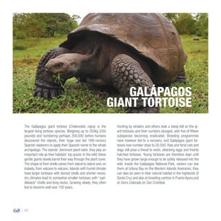40
The Galápagos giant tortoise (Chelonoidis nigra) is the
largest living tortoise species. Weighing up to 250kg (550
pounds) and numbering perhaps 200,000 before humans
discovered the islands, their huge size led 16th-century
Spanish explorers to apply their Spanish name to the whole
archipelago. The islands’ dominant plant eater, they play an
important role as their habitats’ top grazer. In the wild, these
gentle giants slowly barrel their way through the plant cover.
The shape of their shells varies from island to island and, on
Isabela, from volcano to volcano. Islands with humid climate
have larger tortoises with domed shells and shorter necks;
dry climates lead to somewhat smaller tortoises with “sad-
dleback” shells and long necks. Growing slowly, they often
live to become well over 100 years.
Hunting by whalers and others took a steep toll on the gi-
ant tortoises and their numbers plunged, with five of fifteen
subspecies becoming eradicated. Breeding programmes
have however led to a recovery, and Galápagos giant tor-
toises now number close to 20,000. Rats and feral cats and
dogs still pose a threat to nests, attacking eggs and freshly
hatched tortoises. Young tortoises are therefore kept until
they have grown large enough to be safely released into the
wild. Inside the Galápagos National Park, visitors can see
them at Urbina Bay on the Western Islands itineraries; they
can also be seen in their natural habitat in the highlands of
Santa Cruz and also at breeding centres in Puerto Ayora and
at Cerro Colorado on San Cristóbal.
GALÁPAGOS
GIANT TORTOISE
 