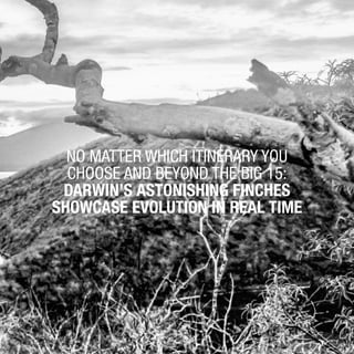 43
NO MATTER WHICH ITINERARY YOU
CHOOSE AND BEYOND THE BIG 15:
DARWIN’S ASTONISHING FINCHES
SHOWCASE EVOLUTION IN REAL TIME
 