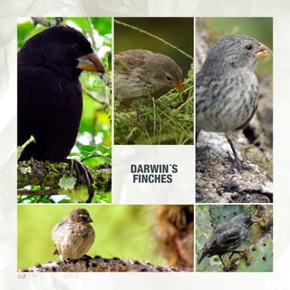 44
DARWIN´S
FINCHES
 