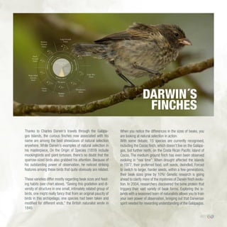 45
Thanks to Charles Darwin’s travels through the Galápa-
gos Islands, the curious finches now associated with his
name are among the best showcases of natural selection
anywhere. While Darwin’s examples of natural selection in
his masterpiece, On the Origin of Species (1859) include
mockingbirds and giant tortoises, there’s no doubt that the
sparrow-sized birds also grabbed his attention. Because of
his outstanding power of observation, he noticed striking
features among these birds that quite obviously are related.
These varieties differ mostly regarding beak sizes and feed-
ing habits (see chart above). “Seeing this gradation and di-
versity of structure in one small, intimately related group of
birds, one might really fancy that from an original paucity of
birds in this archipelago, one species had been taken and
modified for different ends,” the British naturalist wrote in
1845.
When you notice the differences in the sizes of beaks, you
are looking at natural selection in action.
With some debate, 15 species are currently recognised,
including the Cocos finch, which doesn’t live on the Galápa-
gos, but further north, on the Costa Rican Pacific island of
Cocos. The medium ground finch has even been observed
evolving in “real time”: When drought affected the islands
in 1977, their preferred food, soft seeds, dwindled. Forced
to switch to larger, harder seeds, within a few generations,
their beak sizes grew by 10%! Genetic research is going
ahead to clarify more of the mysteries of Darwin finch evolu-
tion. In 2004, researchers discovered the bone protein that
triggers their vast variety of beak forms. Exploring the is-
lands with a seasoned team of naturalists allows you to train
your own power of observation, bringing out that Darwinian
spirit needed for rewarding understanding of the Galápagos.
DARWIN´S
FINCHES
 