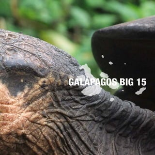 5
GALÁPAGOS BIG 15
 