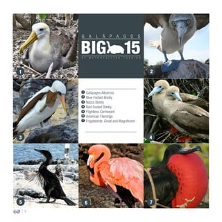 8
Galápagos Albatross
Blue-Footed Booby
Nazca Booby
Red-Footed Booby
Flightless Cormorant
American Flamingo
Frigatebirds: Great and Magnificent
1
1
2
3
4
5
6
7
2
3 4
5 6 7
 