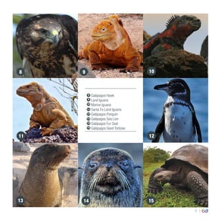 9
Galápagos Hawk
Land Iguana
Marine Iguana
Santa Fe Land Iguana
Galápagos Penguin
Galápagos Sea Lion
Galápagos Fur Seal
Galápagos Giant Tortoise
8
8 9 10
11 12
13 14 15
9
10
11
12
13
14
15
 
