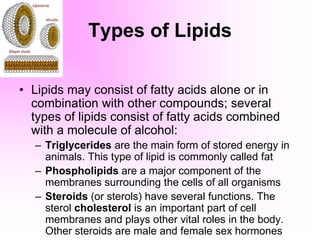 Types of Lipids
• Lipids may consist of fatty acids alone or in
combination with other compounds; several
types of lipids consist of fatty acids combined
with a molecule of alcohol:
– Triglycerides are the main form of stored energy in
animals. This type of lipid is commonly called fat
– Phospholipids are a major component of the
membranes surrounding the cells of all organisms
– Steroids (or sterols) have several functions. The
sterol cholesterol is an important part of cell
membranes and plays other vital roles in the body.
Other steroids are male and female sex hormones
 