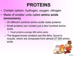 PROTEINS
• Contain carbon, hydrogen, oxygen, nitrogen
• Made of smaller units called amino acids
(monomers).
– 20 different common amino acids make proteins
– Small proteins can contain just a few hundred amino
acids.
• Yeast proteins average 466 amino acids.
– The largest known proteins are the titins, found in
muscle, which are composed from almost 27,000 amino
acids.
 