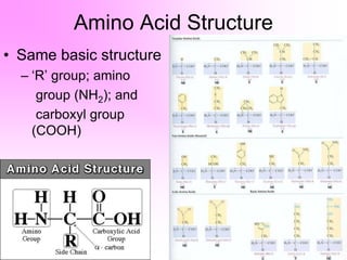 Amino Acid Structure
• Same basic structure
– ‘R’ group; amino
group (NH2); and
carboxyl group
(COOH)
 