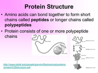 Protein Structure
• Amino acids can bond together to form short
chains called peptides or longer chains called
polypeptides
• Protein consists of one or more polypeptide
chains
http://www.stolaf.edu/people/giannini/flashanimat/proteins
/protein%20structure.swf
 